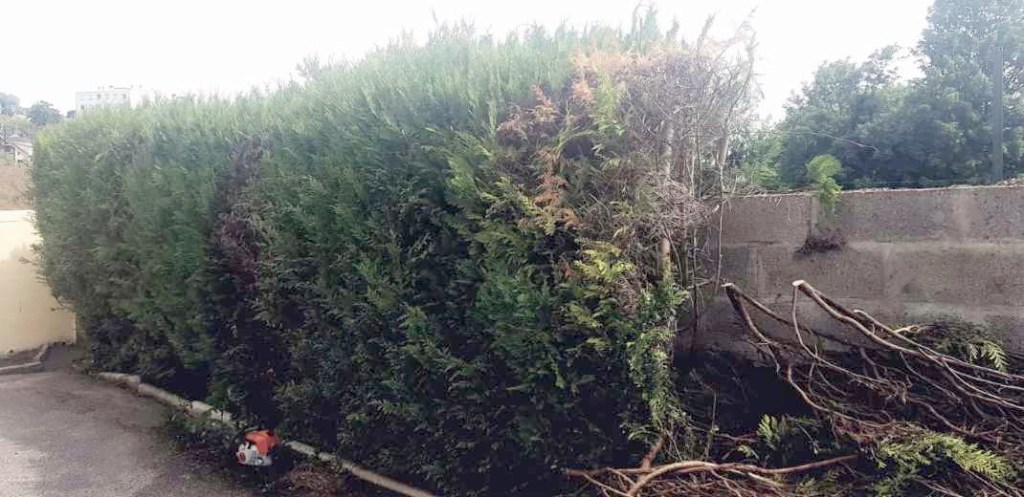 Coupe à ras de thuyas avant