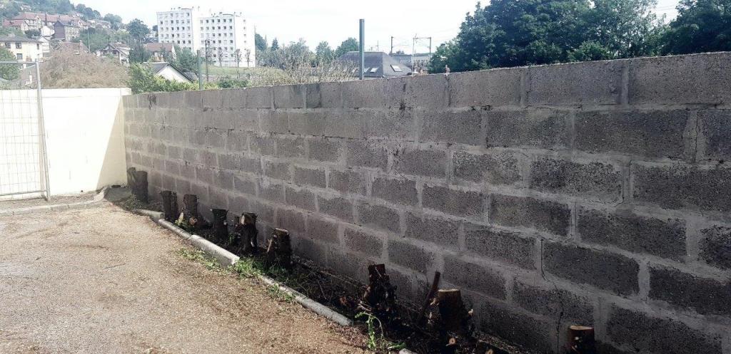 Coupe à ras de thuyas après